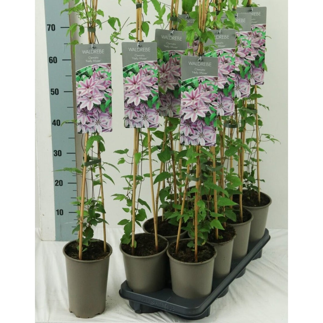 Klematis – Clematis 'Nelly Moser' - C2 60-80 CM Stick